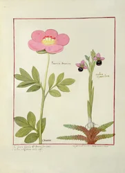 Paeonia eller Peony og Orchis myanthos, illustration fra The Book of Simple Medicines af Mattheaus Platearius